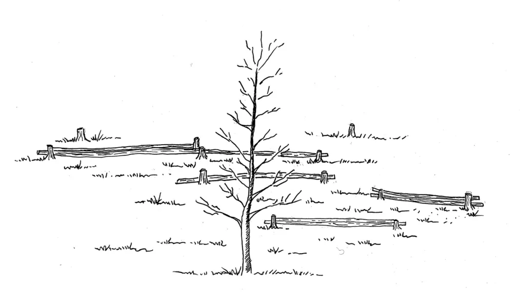 dessin d'un arbre calciné
